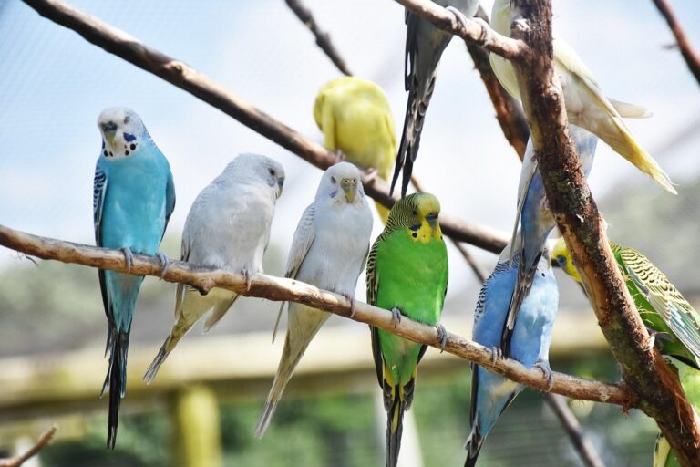 Burung Beo Ternyata Tak Sekadar Meniru