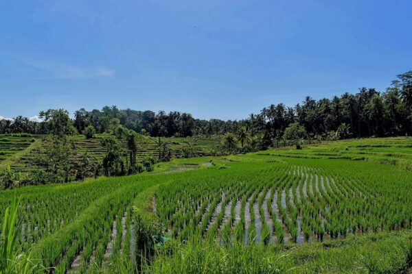 Hidup dari Desa, Belajar dari Alam: Perspektif Sosiologis tentang Konservasi dan Ketahanan Komunitas (2)