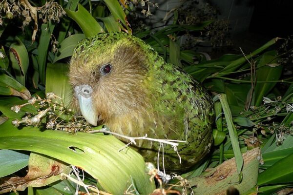 Kākāpō, Burung Beo Unik yang Gemuk, Tak Bisa Terbang, dan Berumur Panjang