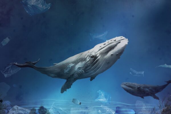 Air Seni Whale, Sumber Nutrien Tak Terduga Bagi Lautan
