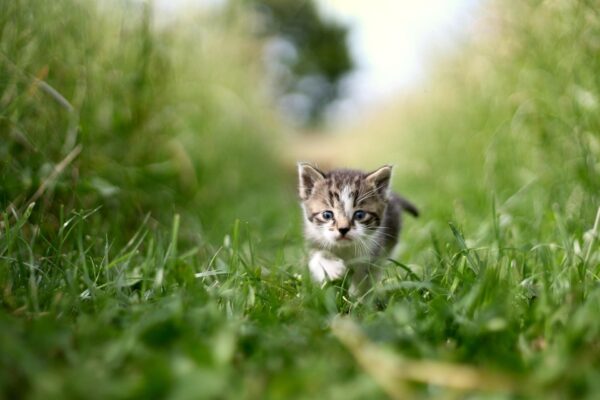 Mengapa Kucing dan Anjing Makan Rumput?