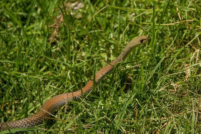 Pola Adaptasi Ular yang Mengejutkan