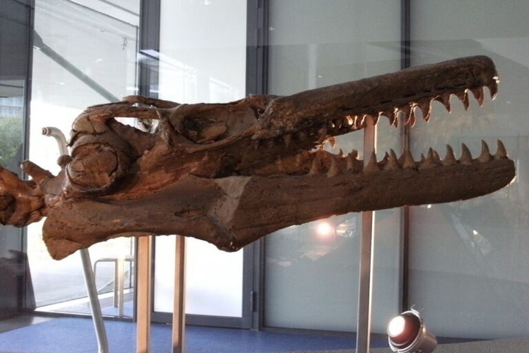 Fosil Gigi Mosasaurus Mengungkap Kemampuan Berenang di Sungai?