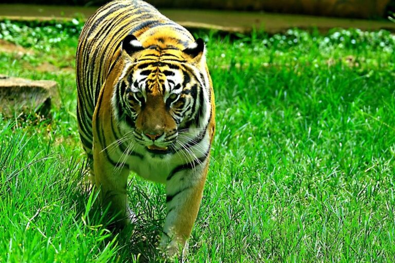 Usaha Kazakhstan Tanam Kembalikan Harimau Setelah 70 Tahun Punah