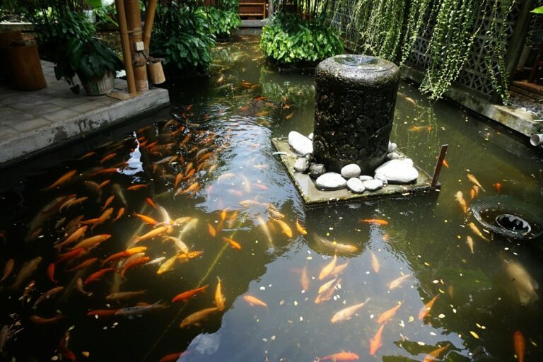 Fish in a Pond
