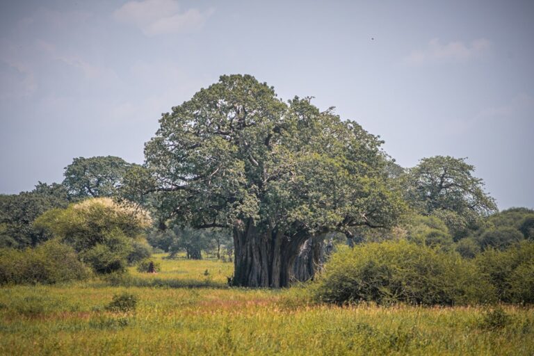Perubahan Pada Hutan Afrika, Dari Pembuangan Karbon Menjadi Sumber Karbon