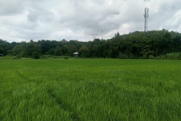 Berita Desa Hari Ini