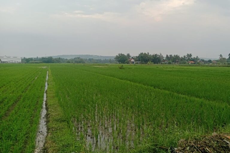 Berita Desa Hari Ini