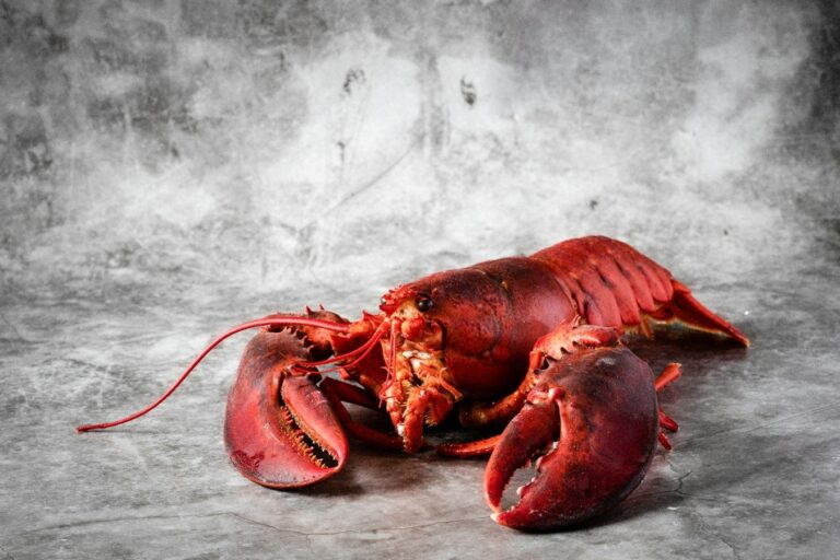 Apakah Lobster Dapat Merasakan Sakit?
