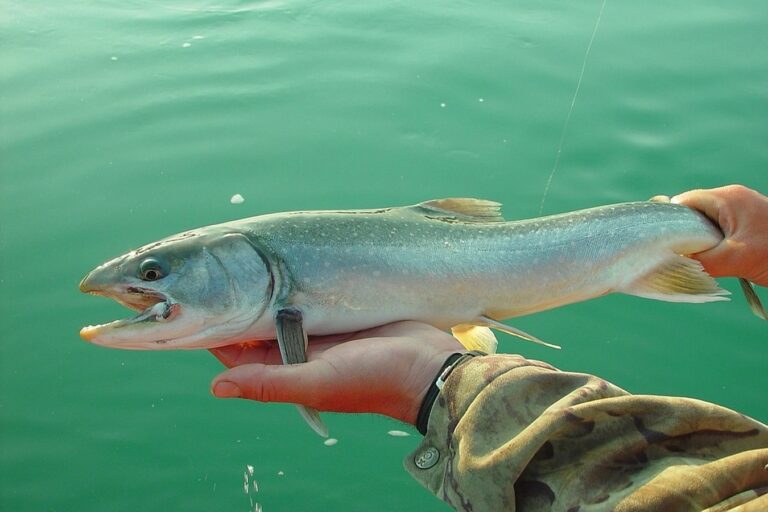 Hangatnya Perairan Perkuat Predator Salmon Alaska?