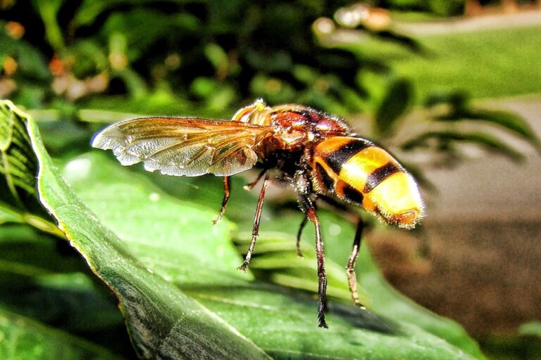 Tawon Yellow Jacket Tetap Mampu Melacak Aroma Makanan Meski Diterpa Angin Kencang