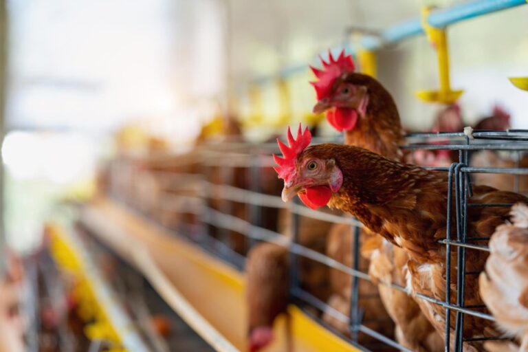 Chickens