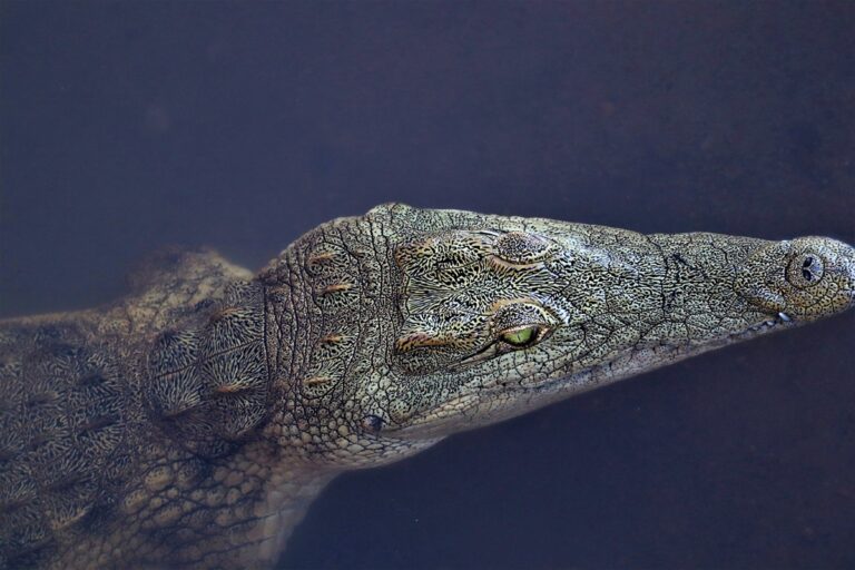 Misteri 320 Juta Tahun Tulang Pelindung Reptil Terpecahkan?