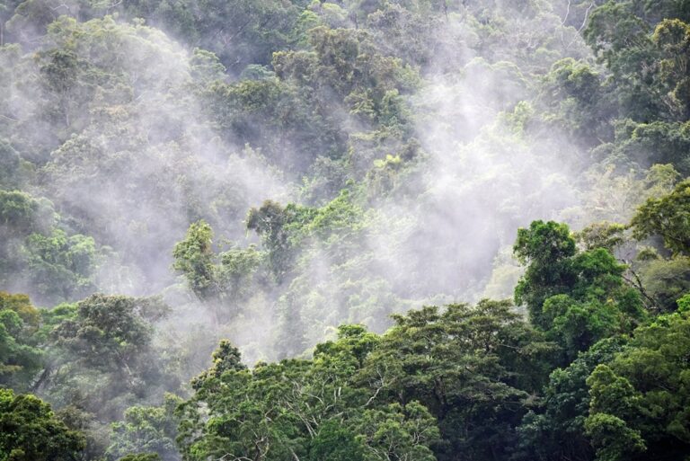Manusia Sudah Hidup di Hutan Hujan 150.000 Tahun Lalu?