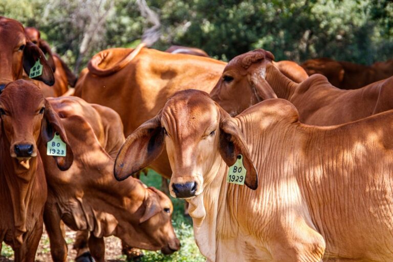 Qurban