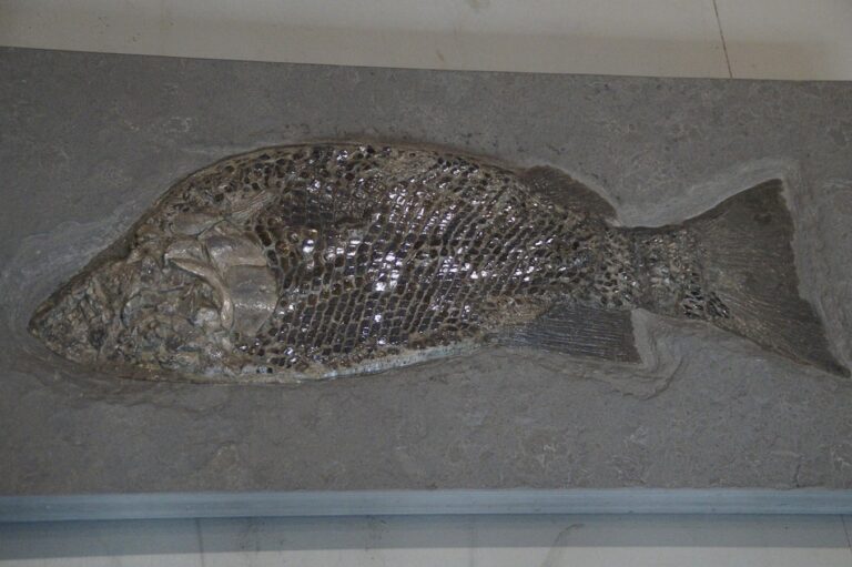 Ikan Purba yang Menjelaskan Awal Transisi Hewan Menuju Darat?