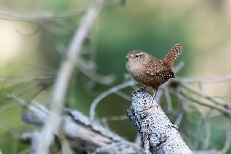 Burung Wren Pulau Skotlandia Sedang Berevolusi Menjadi Spesies Baru?