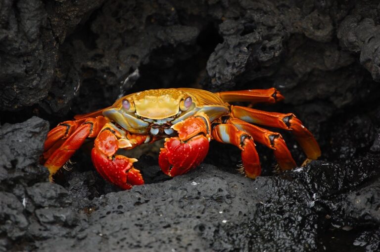 Mengapa Kepiting Berjalan Menyamping?