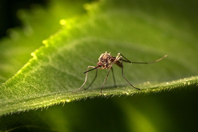 Malaria Membentuk Evolusi Manusia?