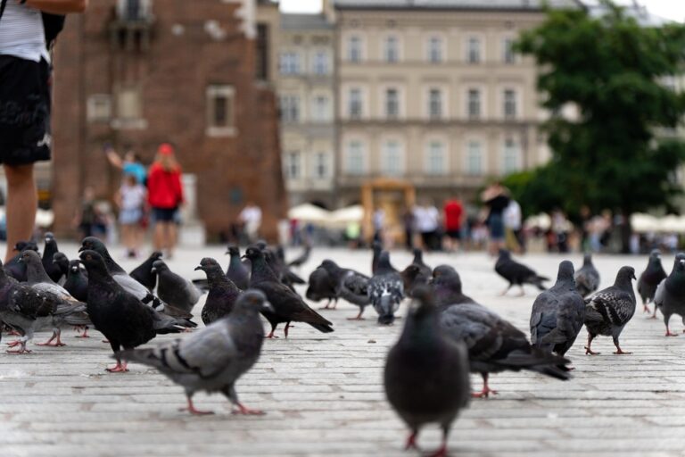 Burung Kota Lebih Waspada pada Perempuan?