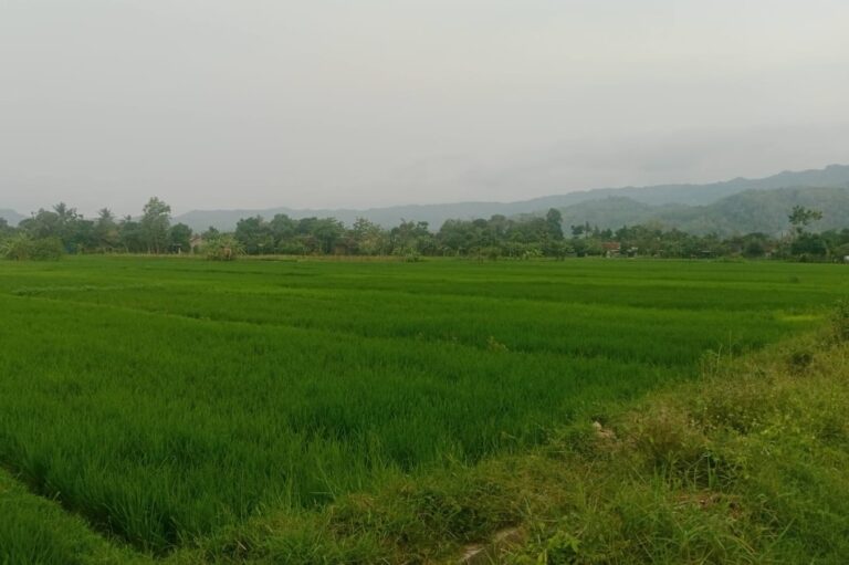 Berita Desa Hari Ini