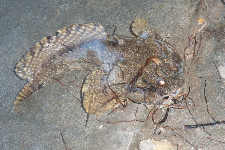Mikroba Kecil di Dalam Ikan Membantu Menjaga Kesehatan Lautan?