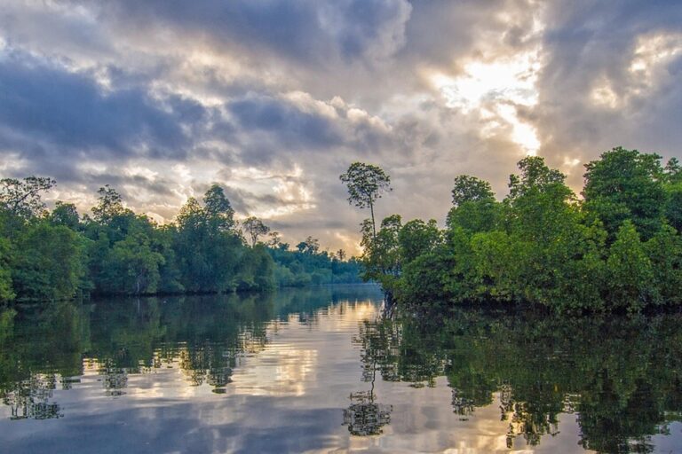 Pulihnya Hutan Mangrove Dunia?