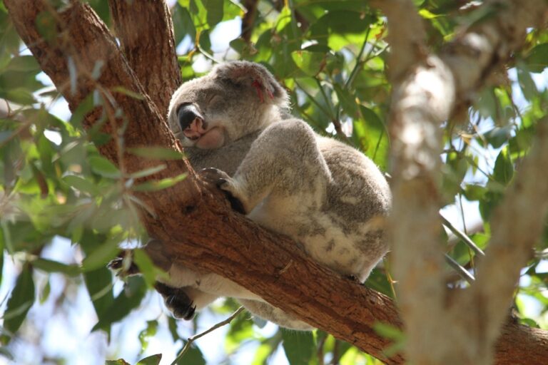 Ledakan Populasi Koala di Australia Selatan Berpotensi Berujung pada Kelaparan Massal?