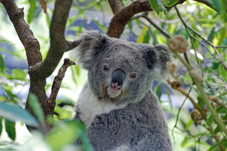 Ilmuwan Bekukan Sel Telur dan Sperma Koala untuk Menjaga Keragaman Genetiknya?