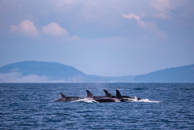 Orca Terekam Menghancurkan Ikan Mola-Mola Raksasa hingga Menjadi Ribuan Potongan