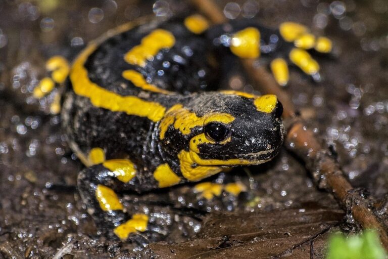 Salamander Raksasa Baru Berusia 3,5 Juta Tahun Ditemukan di Jepang