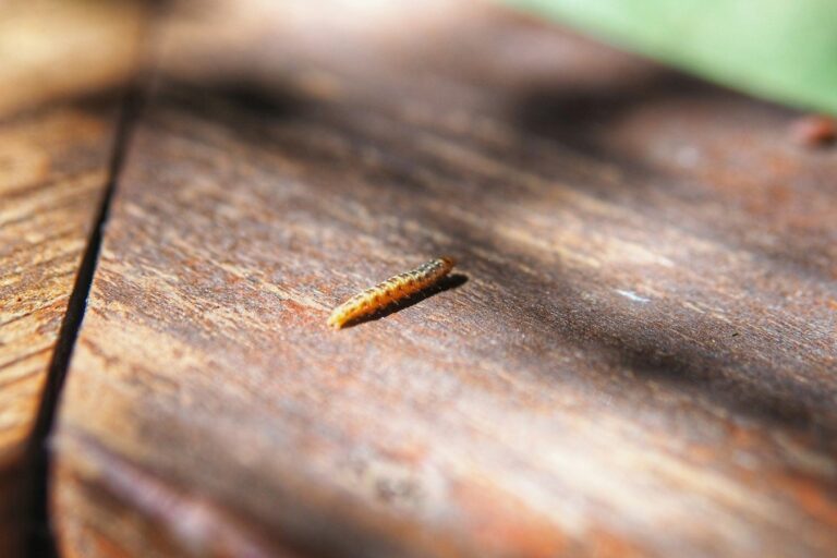 Ada Larva Serangga yang Mampu Menyelam Hingga Ratusan Meter?
