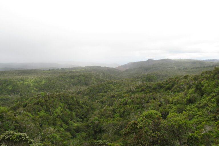Manusia Modern Pertama Hidup di Hutan Hujan Tropis?