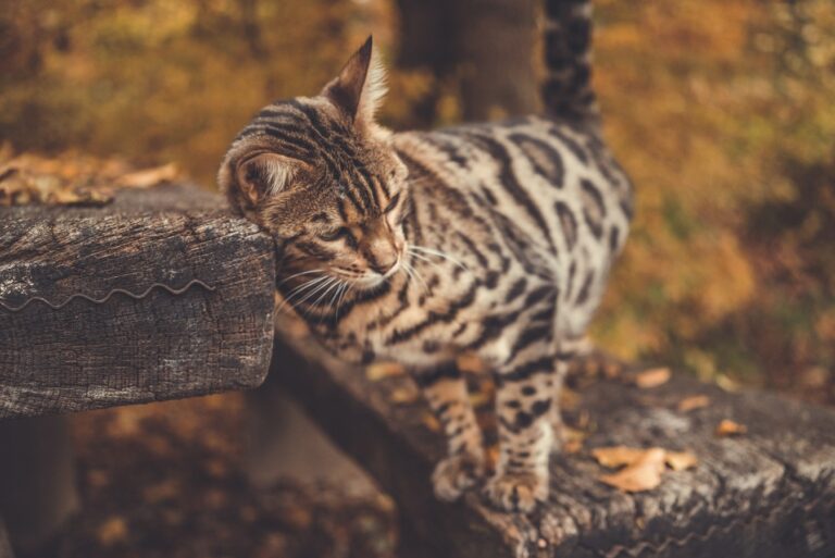 Spesies Kucing Liar Baru Ditemukan di Bolivia, Baru Satu Individu yang Diketahui