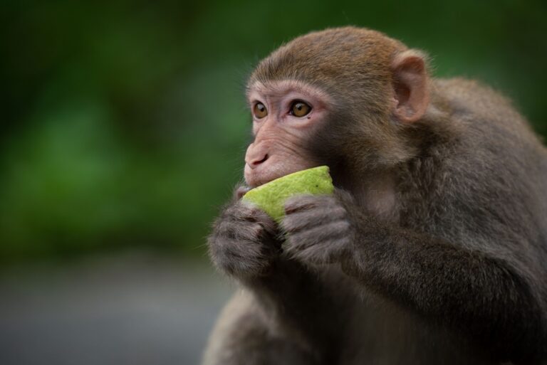 Kegemaran pada Makanan Manis Membantu Membesarkan Otak Manusia?
